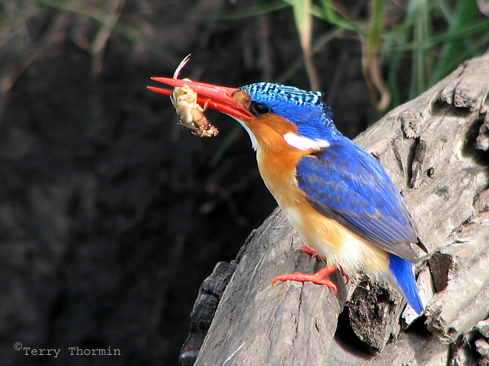 Malachite Kingfisher with a mole cricket 1a - Chobe N.P.jpg