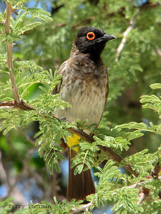 Red-eyed Bulbul 1a - Okaukuejo Etosha N.P.jpg