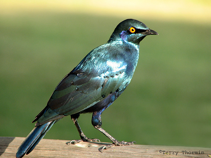 Cape Glossy Starling 2 - Chobe N.P.jpg