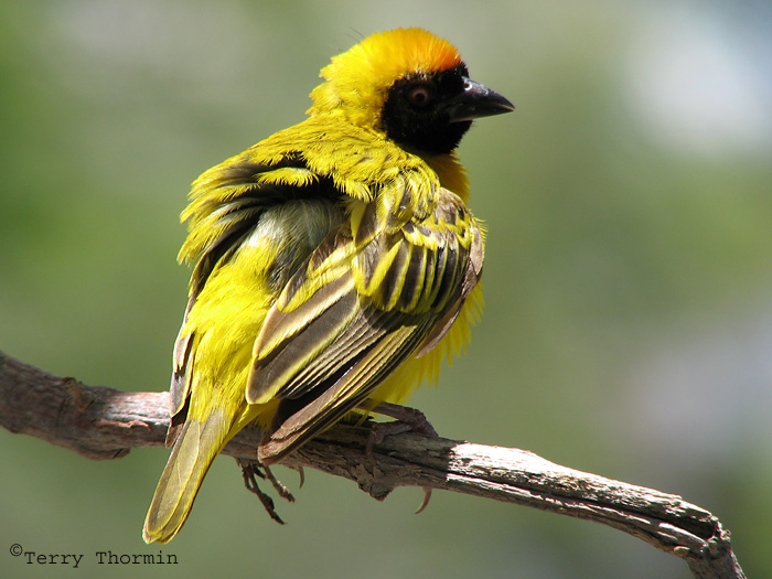 Southern Masked Weaver 1a - Okaukuejo Etosha N.P.jpg