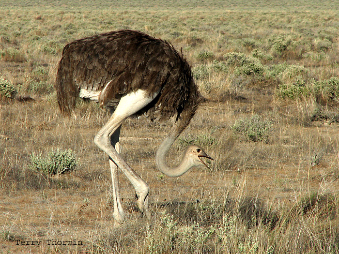 Ostrich 1a - Okaukuejo Etosha N.P.jpg