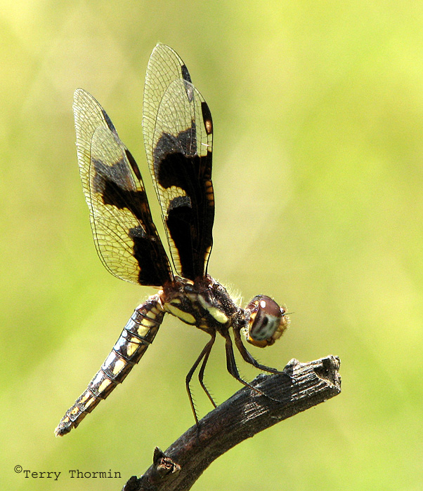 Portia Widow - Palpopleura portia female1a - Livingstone Waterfront.jpg