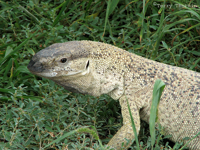 Rock Monitor 7a - Okaukuejo Etosha N.P.jpg
