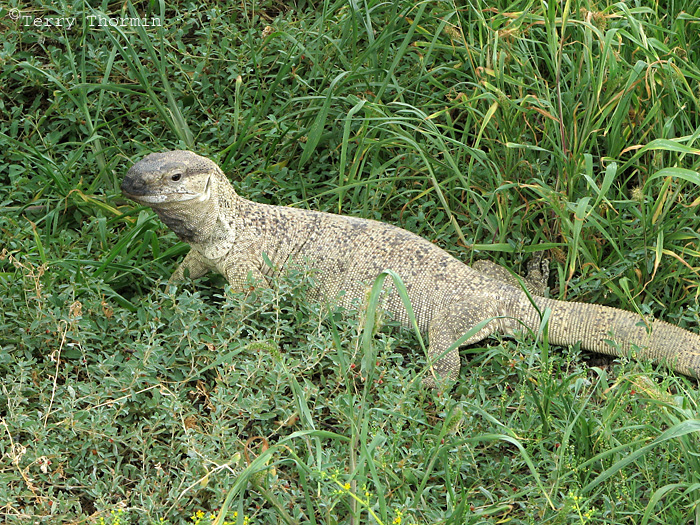 Rock Monitor 9a - Okaukuejo Etosha N.P.jpg