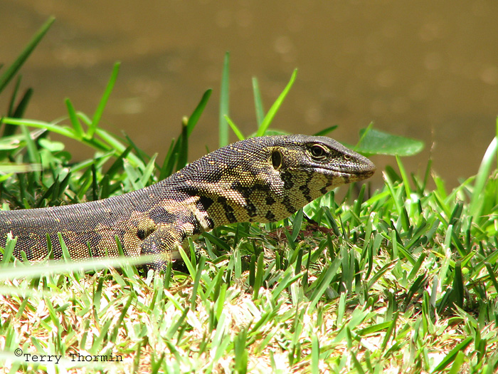 Water Monitor 2a - Livingstone Waterfront.jpg