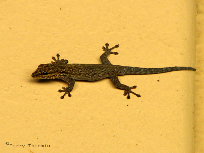Gecko A2a - Livingstone Waterfront.jpg