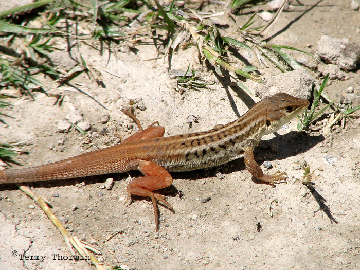 Bushveld Lizard D1a - Mayana Village.jpg