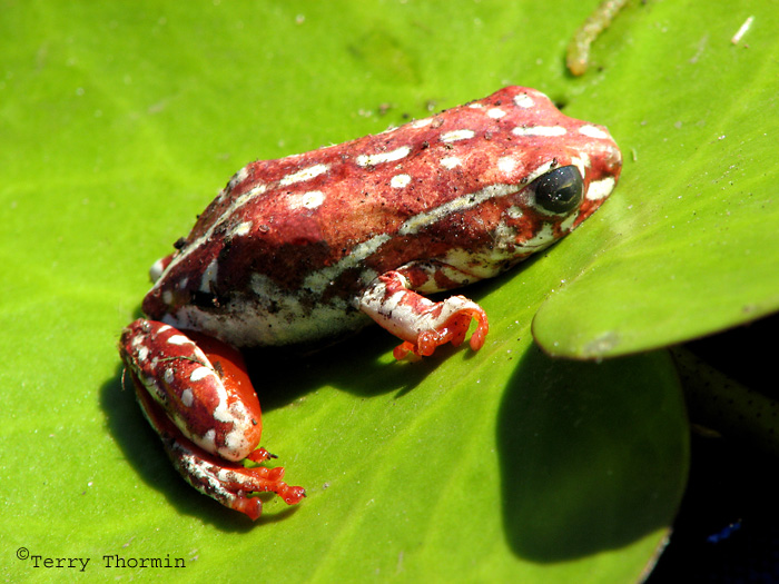 Painted Reed Frog, Hyperolius sp. - A1a - Okavango Delta.jpg