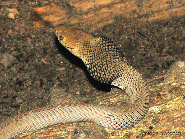 Mozambique Spitting Cobra 1a - Okavango Delta.jpg