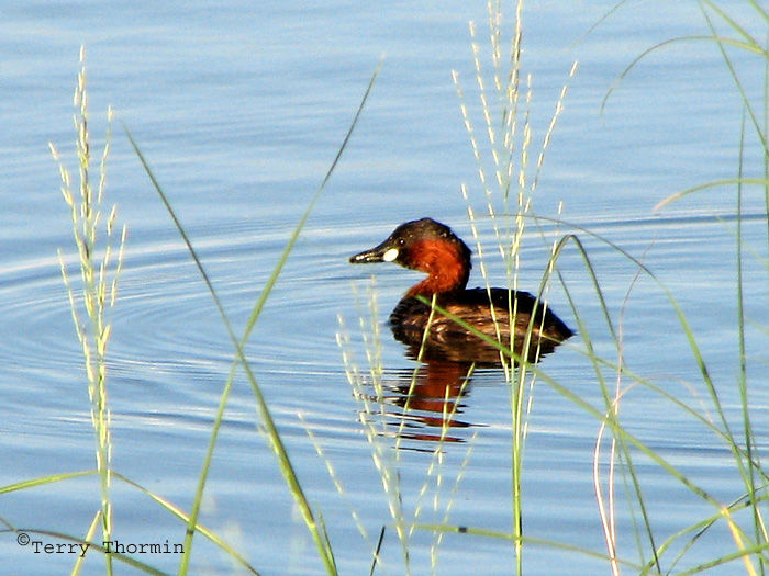 Little Grebe 4a - Namutoni Etosha N.P.jpg