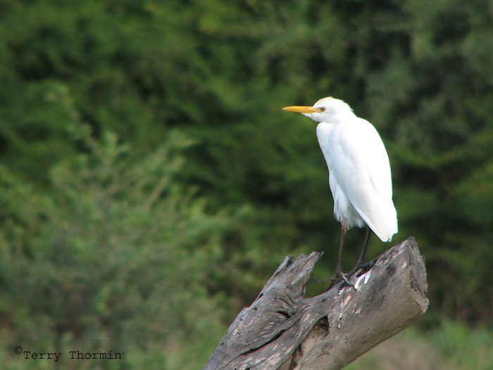 Cattle Egret 1a - Okavango Delta.jpg