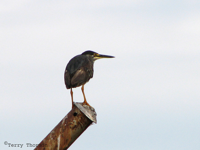 Green-backed Heron 1a - NKwazi River Camp.jpg