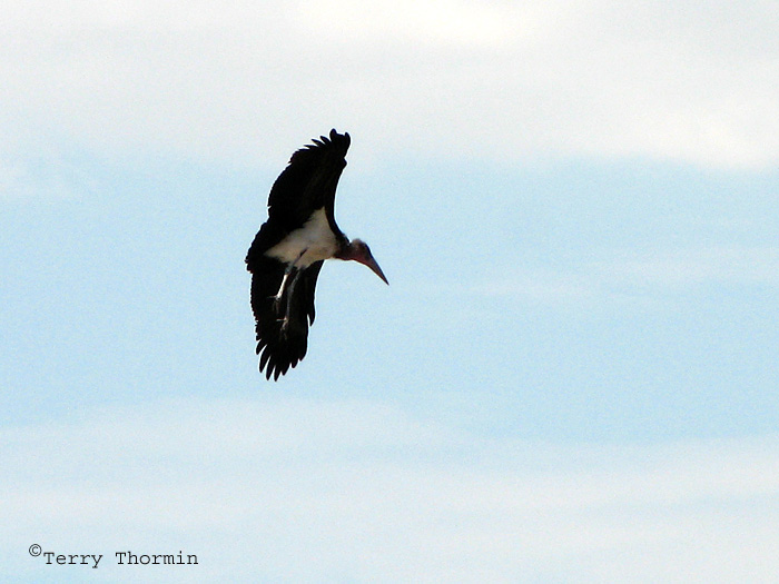 Maribou Stork 5a - road from Namutoni to Okaukuejo Etosha N.P.jpg