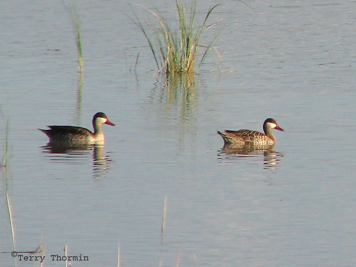 Red-billed Teal 1a - Namutoni Etosha N.P.jpg