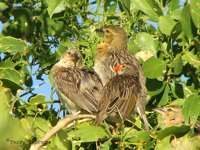 Red-billed Quelea and Southern Masked Weaver female 1a - Brandberg.jpg