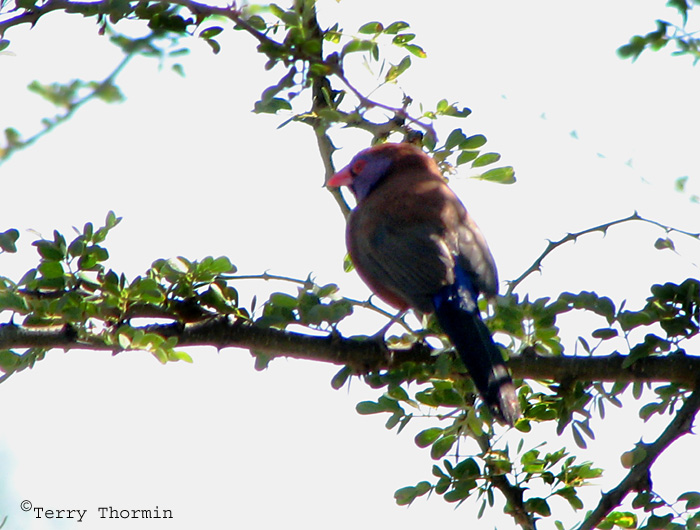 Violet-eared Waxbill 1a - Windhoek.jpg