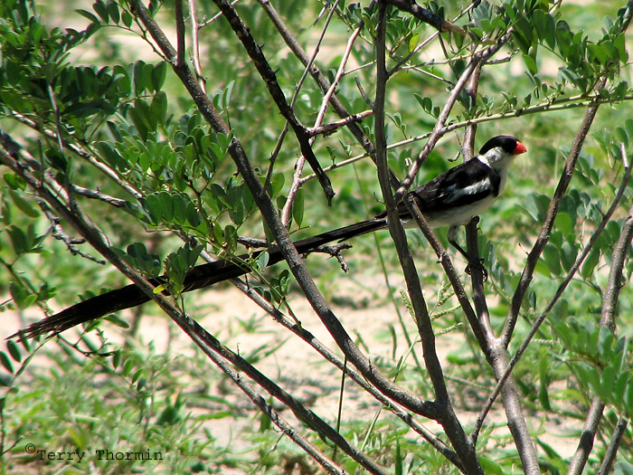 Pin-tailed Widow 2a - Okavango Delta.jpg