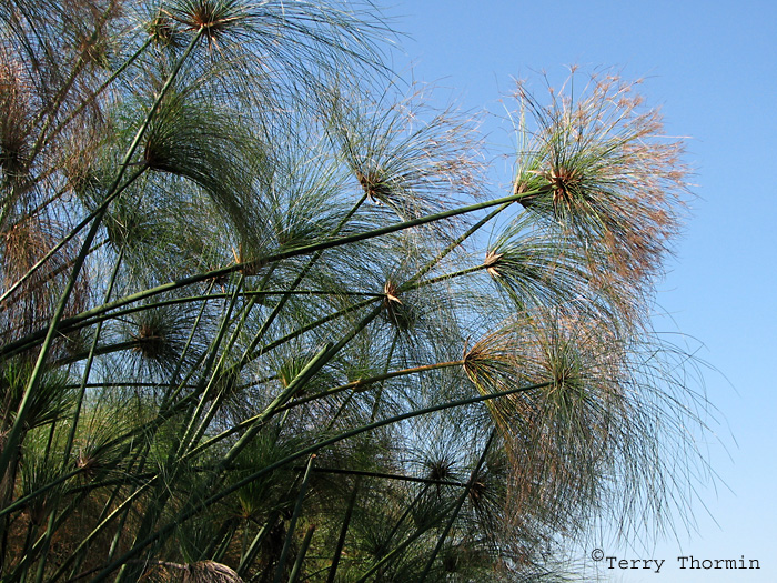 Papyrus 4a - Okavango Delta.jpg