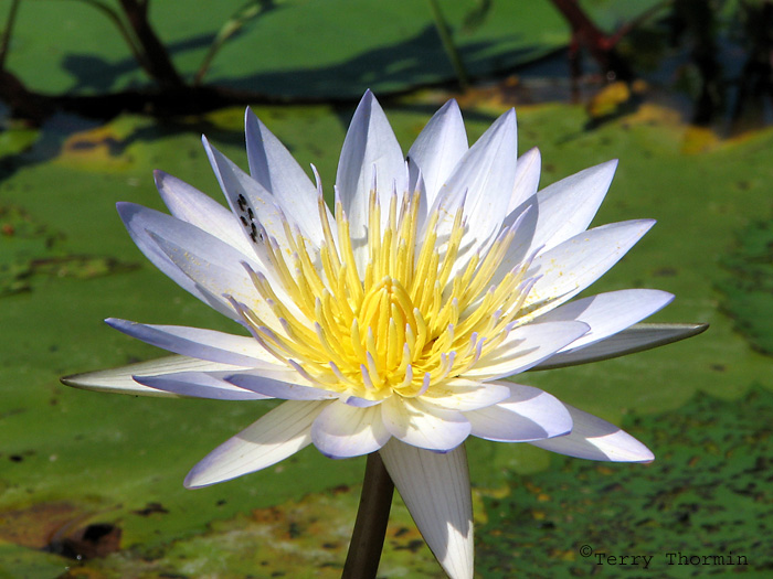 Nymphaea nouchali - Water Lily A2 - Okavango Delta.JPG