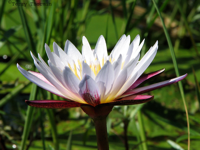 Water Lily B2 - Okavango Delta.JPG