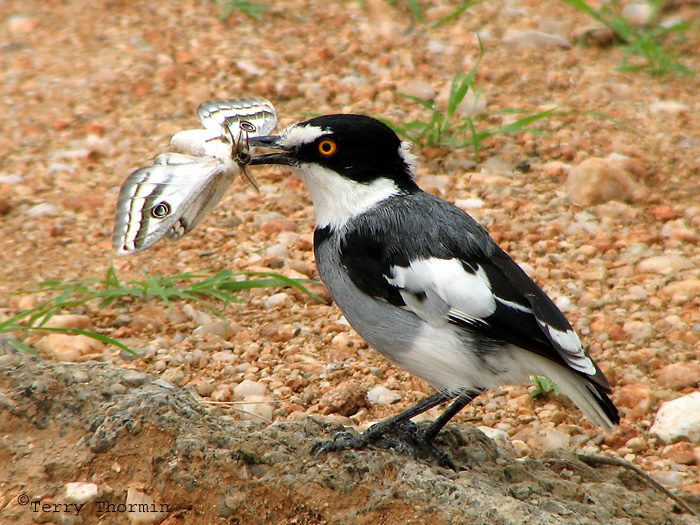 White-tailed Shrike with Saturnid moth 1a - Kamanjab.jpg