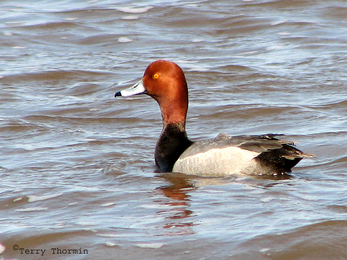 Redhead 9a.jpg