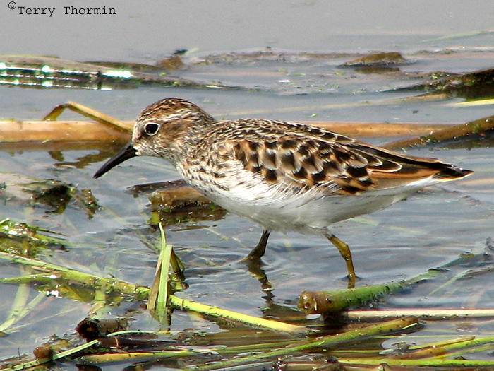 Least Sandpiper 15a.jpg