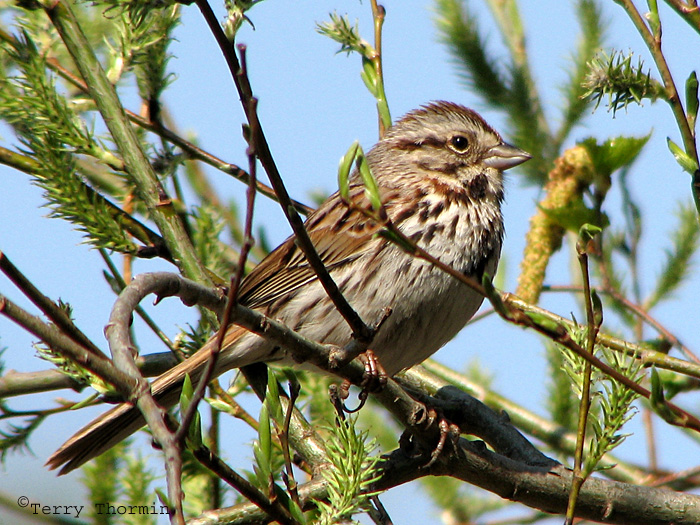Song Sparrow 12a.jpg