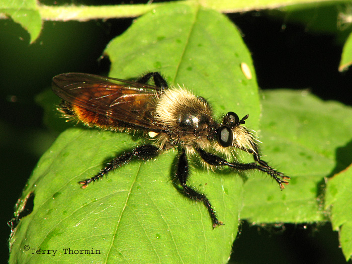 Laphria janus - Bumblebee Robber Fly 1a.jpg