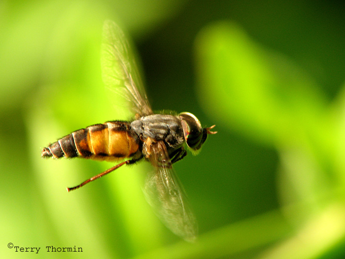 Hybomitra lasiophthalma - Horse Fly in flight 1a