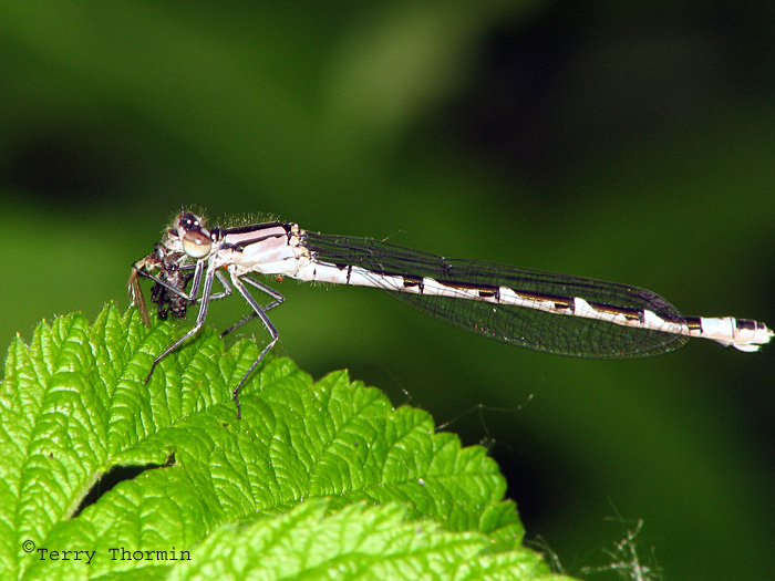 Enallagma sp. eating prey 1a.jpg