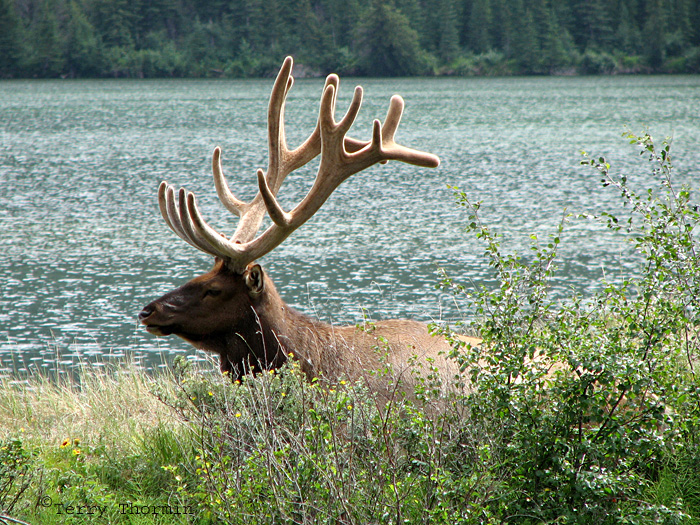 Elk bull 6a.jpg