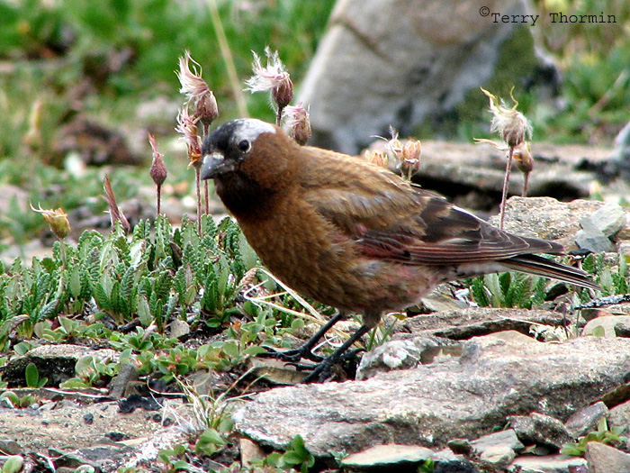 Gray-crowned Rosy Finch 1a.jpg