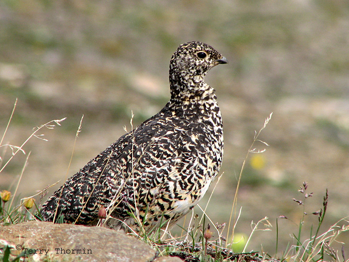 White-tailed Ptarmigan female 3a.jpg