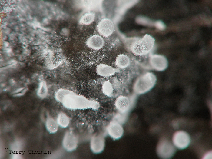 Slime Mold B2a.jpg