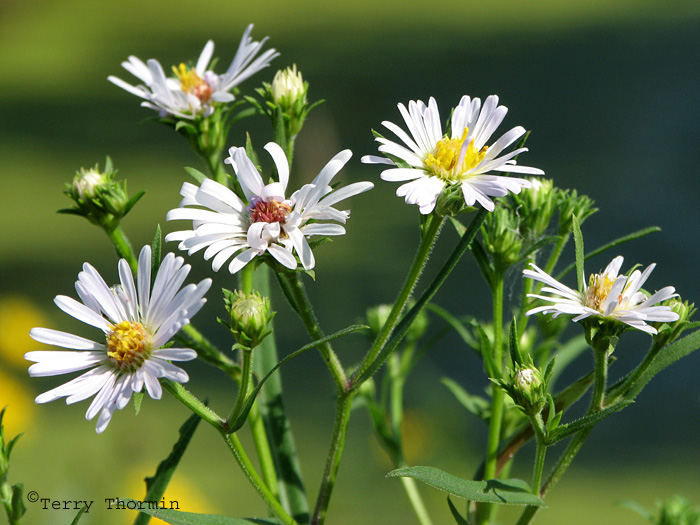 Western Willow Aster 1.JPG