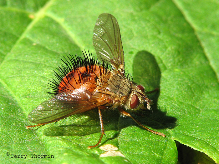 Hystricia abrupta - Tachinid Fly 1a.jpg
