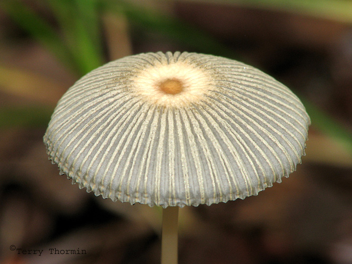 Coprinus plicatilis - Japanese Parasol 1a.jpg