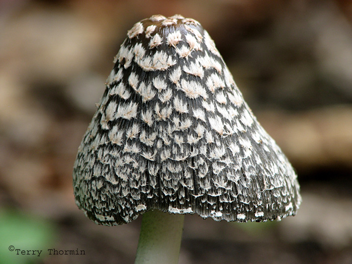 Coprinus picaceus - Magpie Inkcap 2a.jpg