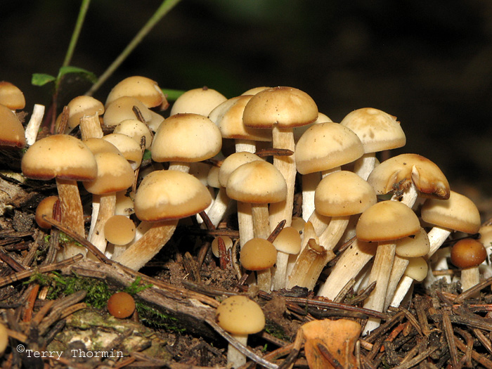 Psathyrella sp. A12.JPG