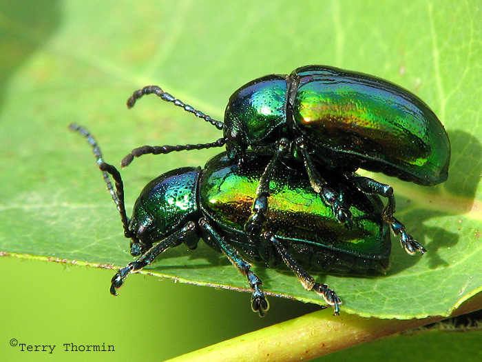 Chrysochus auratus - Dogbane Beetles mating 5a.jpg