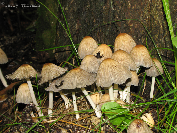 Coprinus truncorum - Tree Coprinus 1.JPG