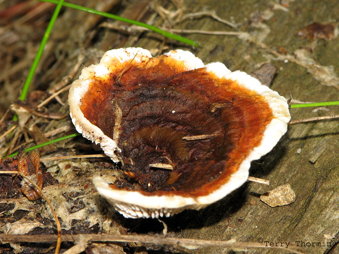 Ganoderma lucidum - Lacquered Polypore 1a.jpg