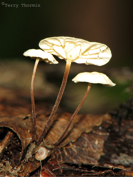 Marasmius epiphyllus - White Pinwheel 10a.jpg