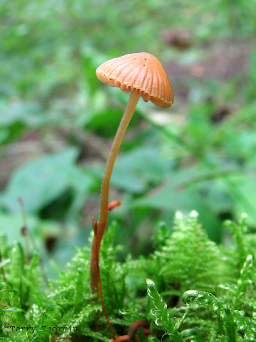 Mycena rosella 2a.jpg