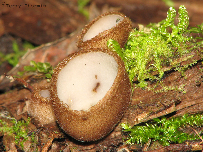 Humaria hemisphaerica - Hairy Fairy Cup 5a.jpg