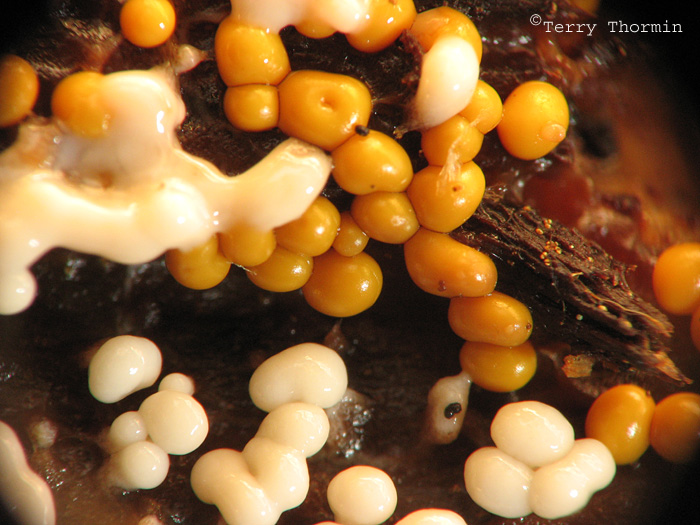 Hemitrichia sp. - Slime Mold A3.JPG