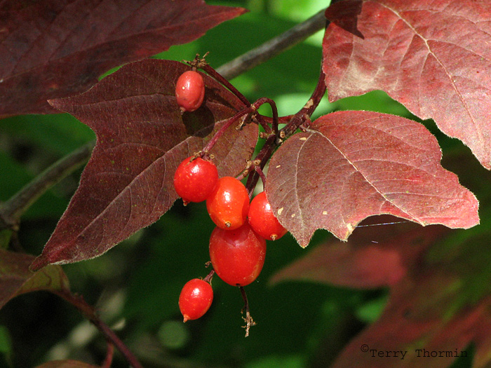 High Bush Cranberry 2a.jpg