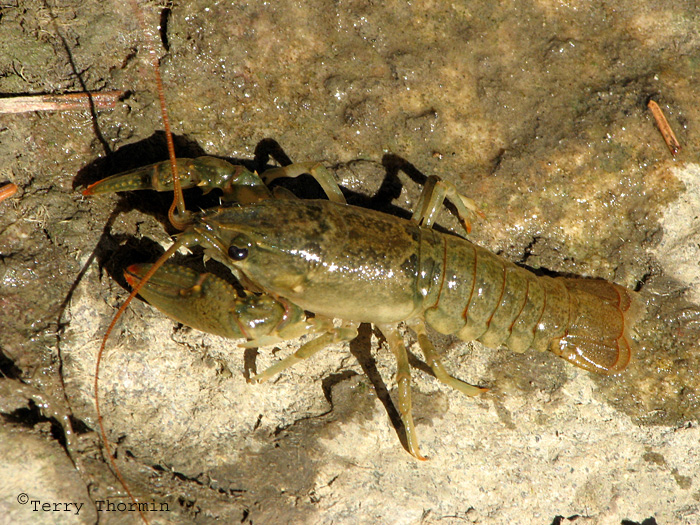 Orconectes virilis - Crayfish 1a.jpg