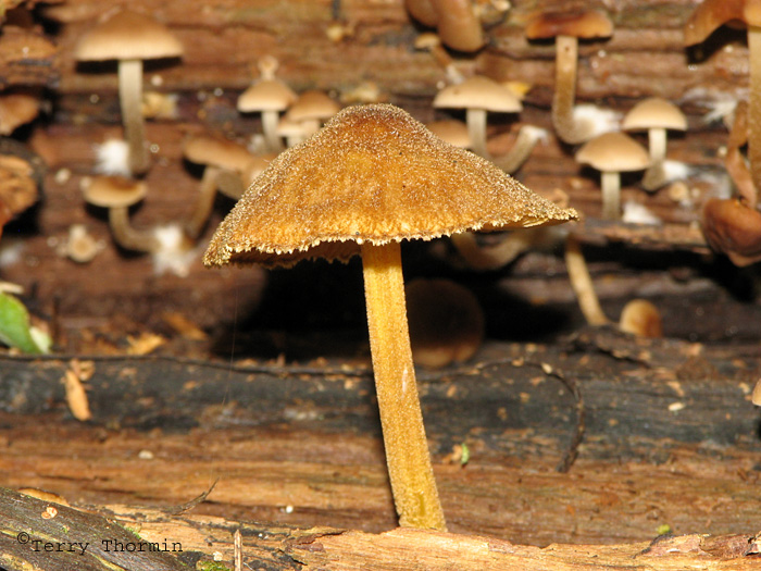 Pluteus umbrosus 1.JPG